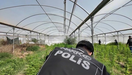 Mersinde seraya baskın: Binlerce kök Hint keneviri ele geçirildi