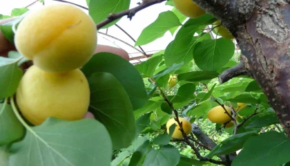 Örtü altında turfanda kayısı hasadı başladı