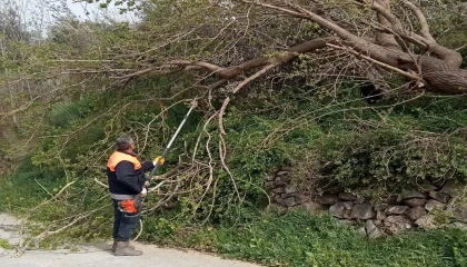 Osmaniyede fırtına etkili oldu, devrilen ağaçlar yolları kapattı