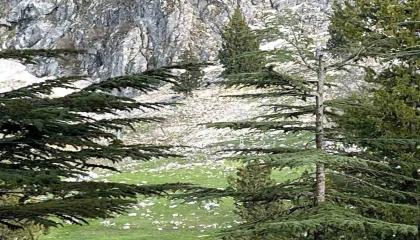 Osmaniyede kayalıklardan düşen adam hayatını kaybetti