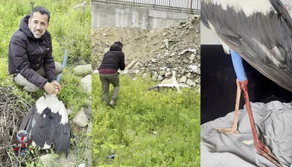 Saçmaların hedefi olan leyleğe kuş gözlemcisinden ilk yardım