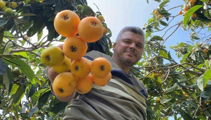Sarı altın yenidünyada hasat başladı: İç pazara 50-100 TLye, dış pazara 4 dolara gönderiliyor
