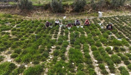 Sofraların vazgeçilmezi zahterde bereketli hasat