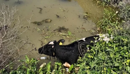 Su kanalına düşen inek itfaiye ekipleri tarafından kurtarıldı