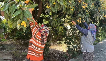 Talep azalınca bedava dağıttı, poşetini alan bahçeye koştu