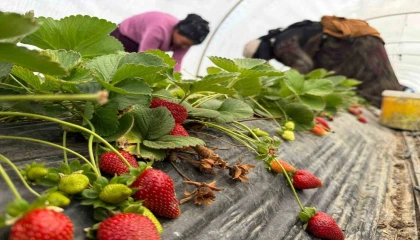 Tarla ile market rafları arasındaki farka üretici bile inanamıyor