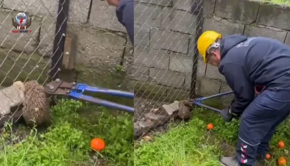 Tel örgüye sıkışıp, mahsur kalan kirpi kurtarıldı