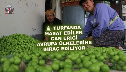 Turfanda can eriği Avrupa ülkelerine ihraç ediliyor