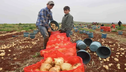 Türkiyenin Suriye sınırında bereketli soğan hasadı