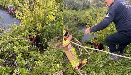 Yayladağında gölete düşen büyükbaş hayvan kurtarıldı