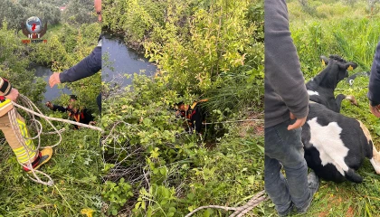 Yayladağı’nda gölete düşen ineği itfaiye kurtardı