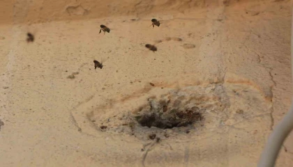 Yıllardır mahalleyi mesken tutan arıları çocukların attığı taş kızdırdı