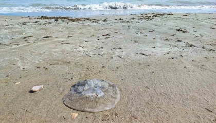 Yumurtalık sahilini denizanaları sardı