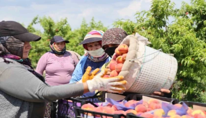 Adanada erkenci şeftali hasadı başladı: Bahçede kilogramı 10-20 TL
