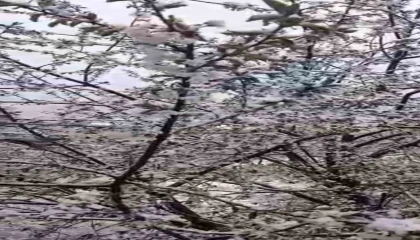 Adanada kiraz çiçekleri karla kaplandı