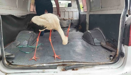 Adanada yaralı leyleğe vatandaş sahip çıktı