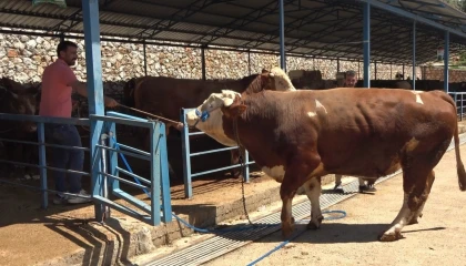 Alanyada kurban pazarının gözdesi 1 ton 200 kilogramlık dana 450 bin TLye alıcı buldu