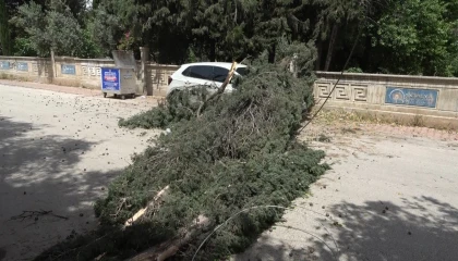 Antalyada mezarlıktaki ağaç devrildi, park halindeki araç zarar gördü