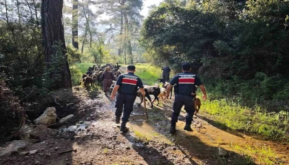 Antalyada sürüden ayrılıp kaybolan 41 keçi jandarma tarafından bulundu