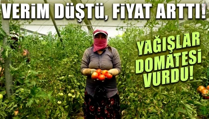 Aşırı yağışların verimi etkilediği örtü altı domates kilogram fiyatı 60 TLden alıcı buluyor