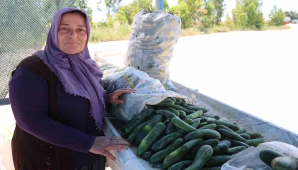 Ata tohumu Karaköy salatalığında hasat başladı