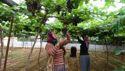 Bölgenin siyah incisi üzümde hasat başladı