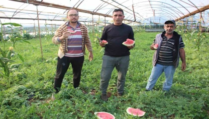 Çekirdek karpuzun hasadı başladı: 3 ayda hasat ediliyor, 1 ayda tükeniyor