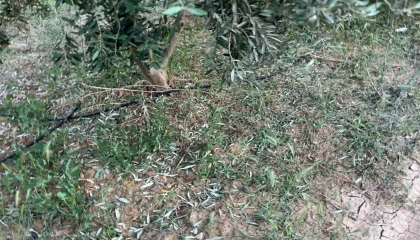 Dolu, kayısı ve zeytinlere zarar verdi