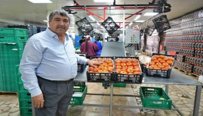 Domateste üretim planlaması fiyat dengesinin anahtarı