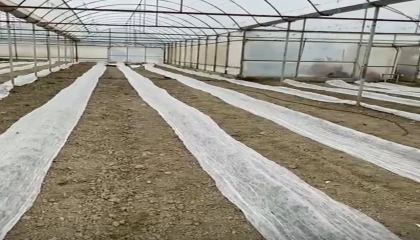 Don uyarısına karşı seracılardan tüllü önlem