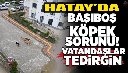 GÜLDEREN TOKİLER’DE BAŞIBOŞ KÖPEK ENDİŞESİ