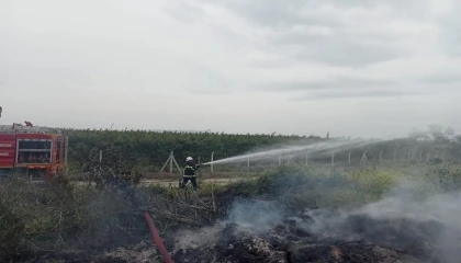 Hassada zeytinlik yangını
