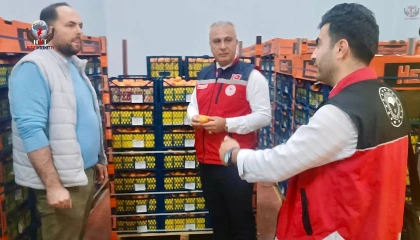 HATAY’DA KAYISI İHRACATINDA SEZON HAREKETLİLİĞİ BAŞLADI
