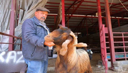 Kahramanmaraşta kurbanlık fiyatlarında esnaftan indirim kararı