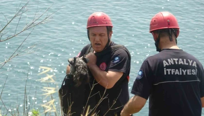 Kedi kovalarken falezlerden düşüp mahsur kalan köpeğe film gibi kurtarma operasyonu