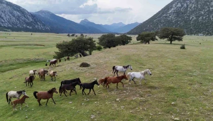 Kökenleri Osmanlı Süvari atlarına dayanan Torosların özgür ruhları yılkı atları