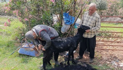 Kozanda keçilere yaz bakımı
