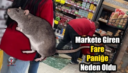 Markete giren fare paniğe neden oldu