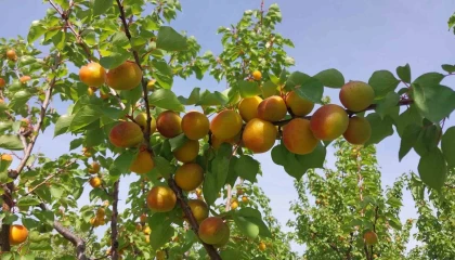 Mersinde kayısı hasadı başladı, üretici verimden memnun