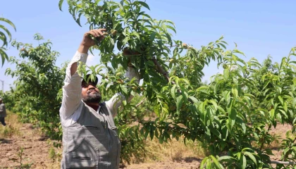 Mesaileri başlayan tarım işçileri, Amik Ovasında bin 100 TL yevmiye alacak