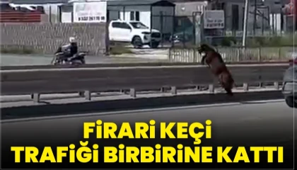 Orta refüjden atlayan kurbanlık keçi sahibini geride bıraktı