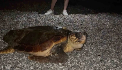 Sahilin davetsiz misafiri dev caretta caretta