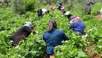 Turfanda sarıkız hasadı başladı: Kilosu 100 TLden alıcı buldu