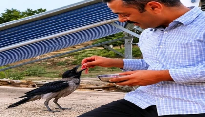 Yaralı kargayı eliyle besledi