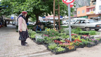 Yayla sezonu öncesi ata tohumu fidelerine yoğun talep