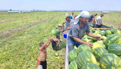 40 derece sıcakta karpuz işçilerinin ekmek mücadelesi