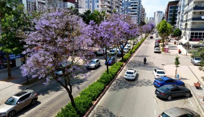 Adanada jakarandalar çiçek açtı, kent mor renge büründü