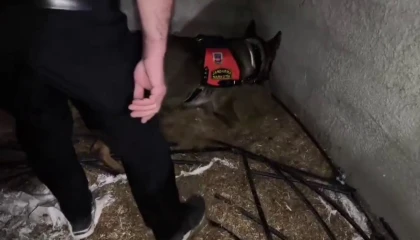 Ahırda saman içinde saklı 2 kilo uyuşturucu ele geçirildi