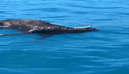 Alanya Kalesi açıklarında denizde ölü keçi bulundu