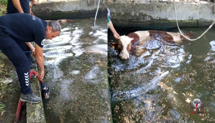 Antakyada havuza düşen ineği itfaiye kurtardı